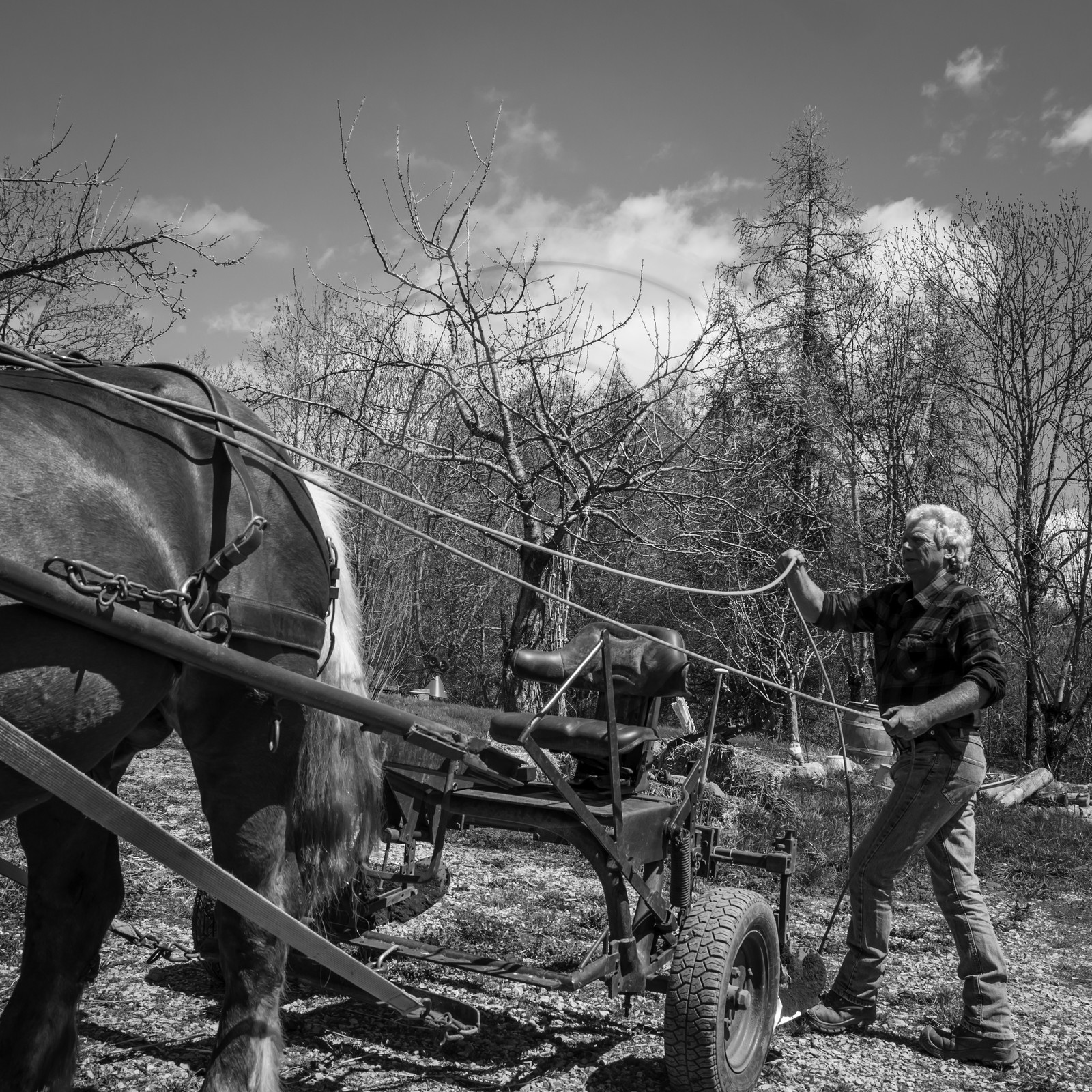 Labour avec un cheval