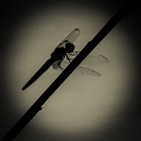 Portrait de libellule