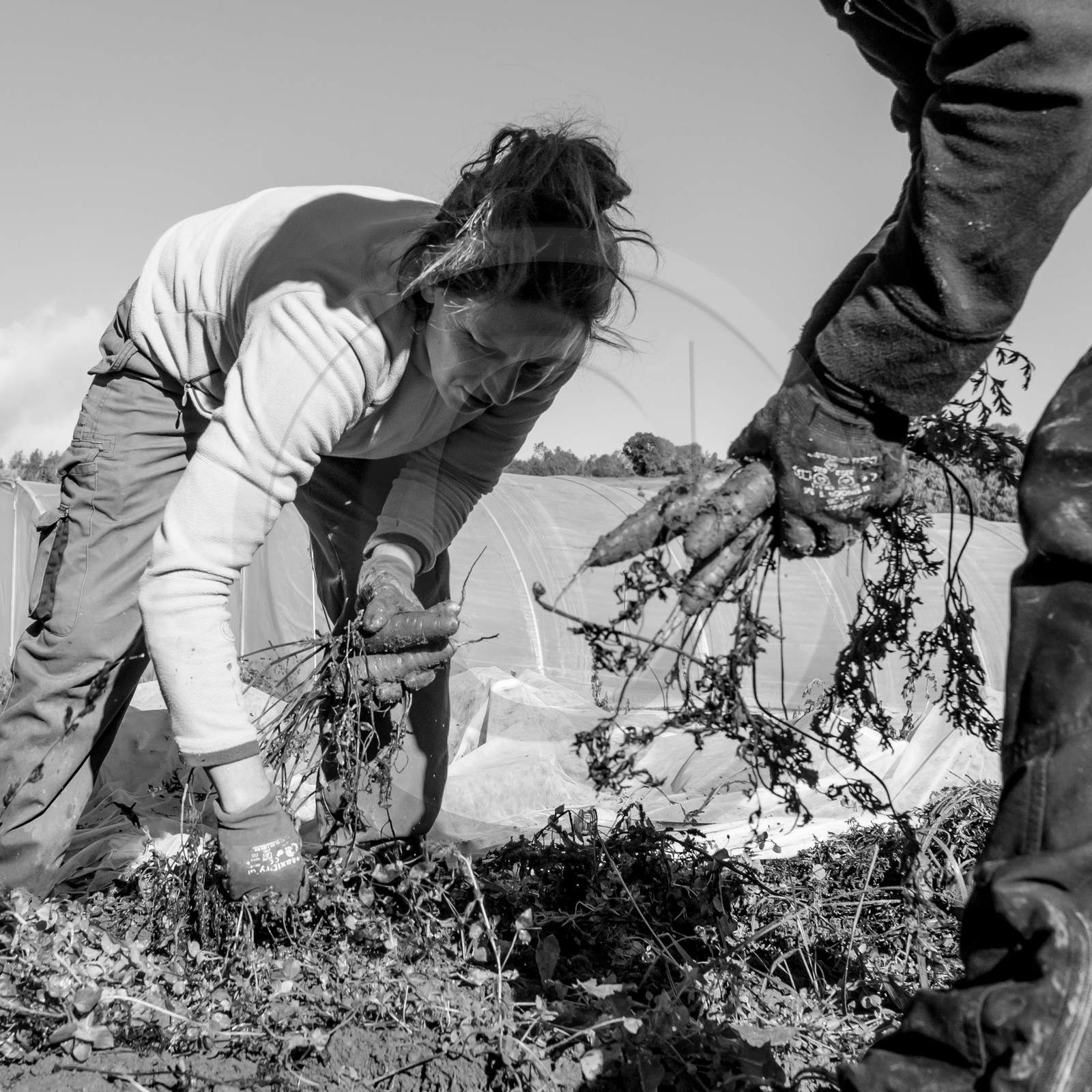 La récolte des carottes