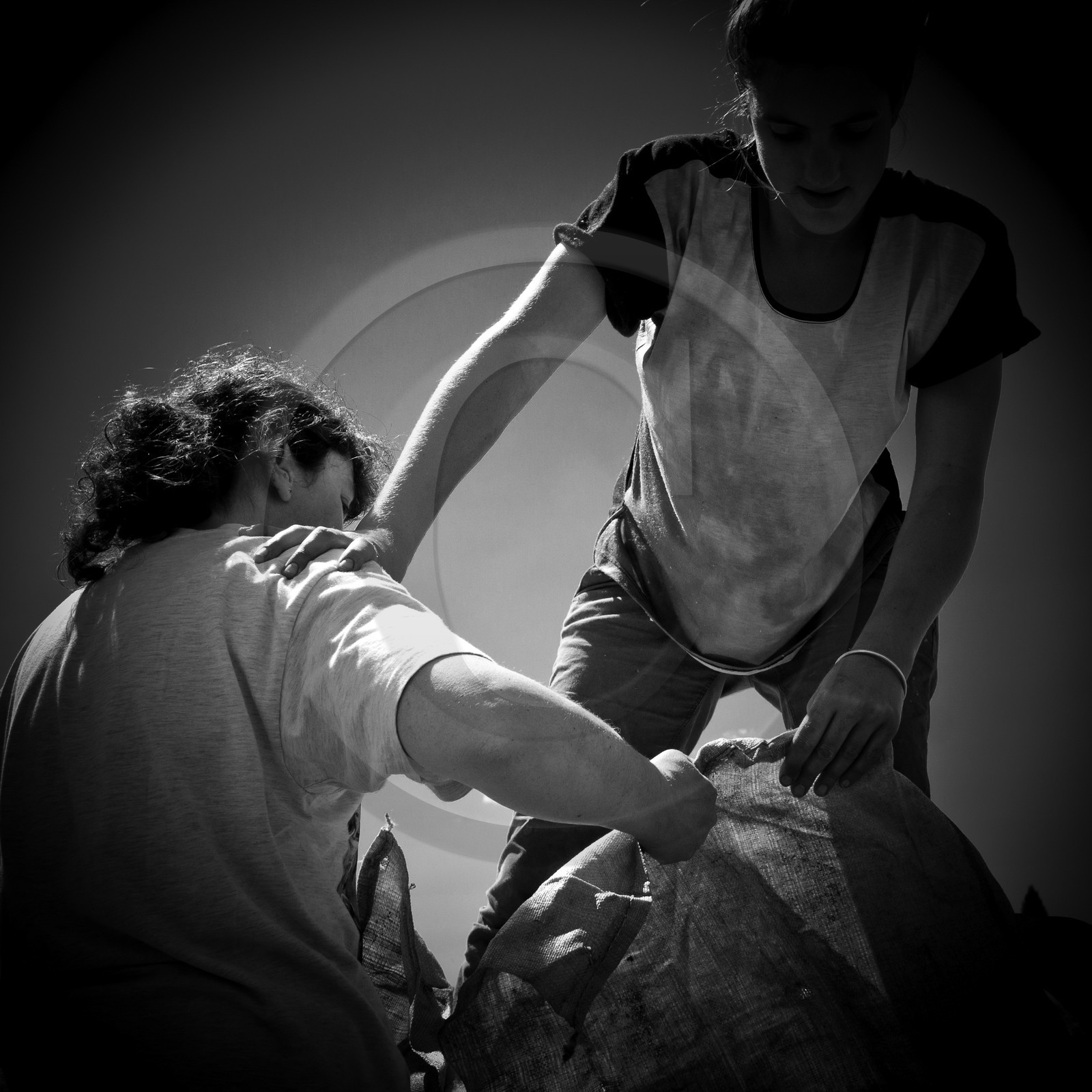 La tonte des moutons