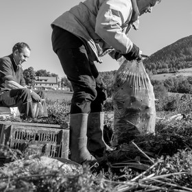La récolte des carottes