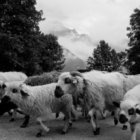 La transhumance des brebis