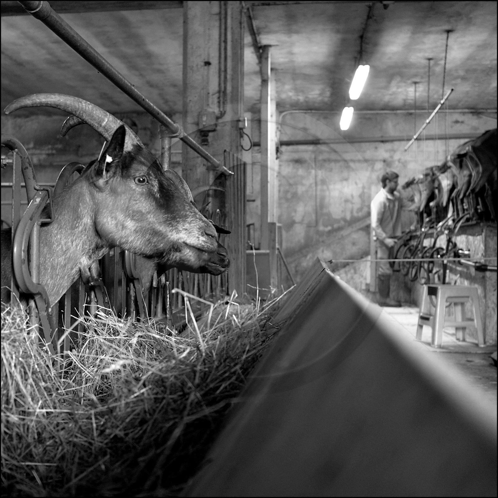 La ferme des Cabrioles