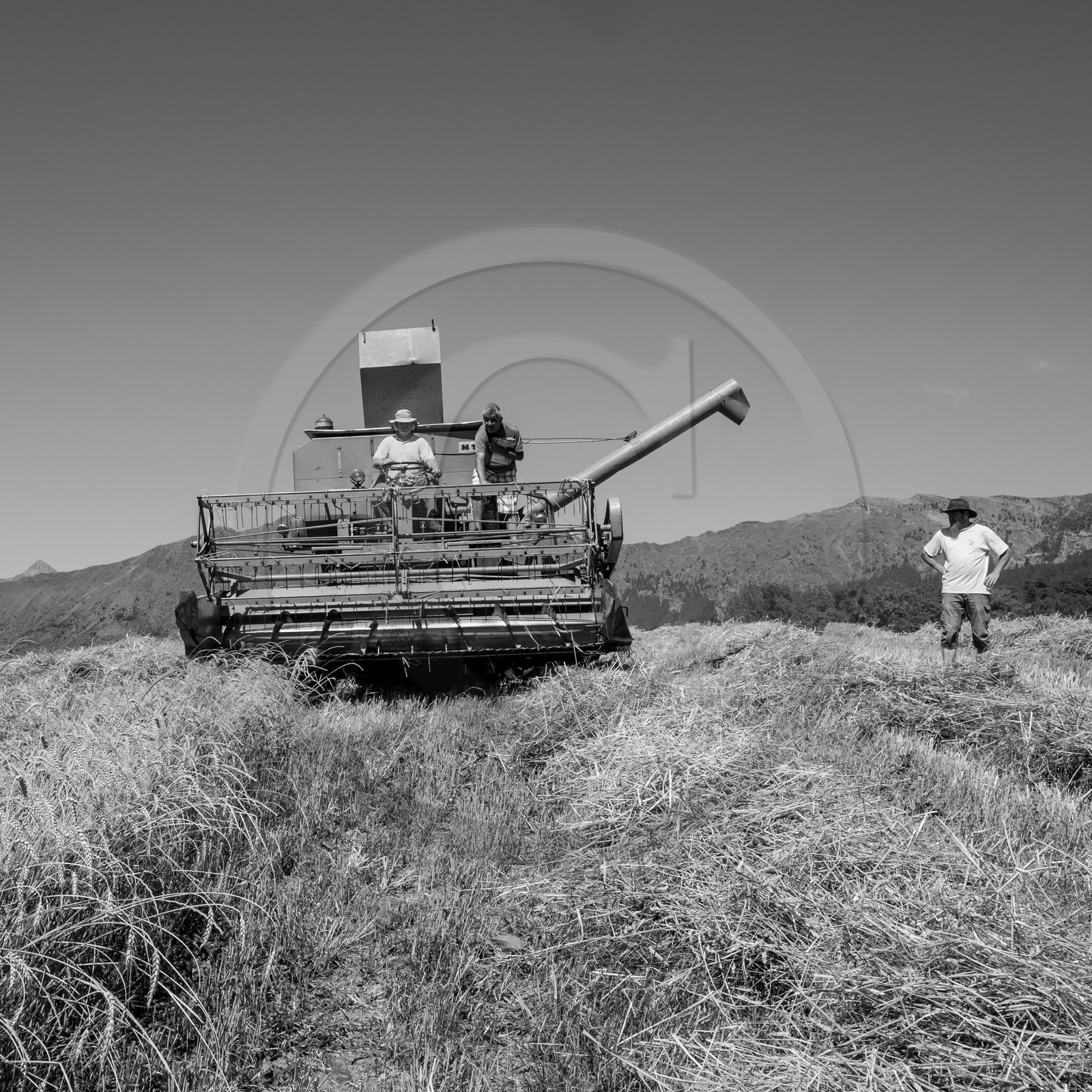 Les moissons dans le Champsaur