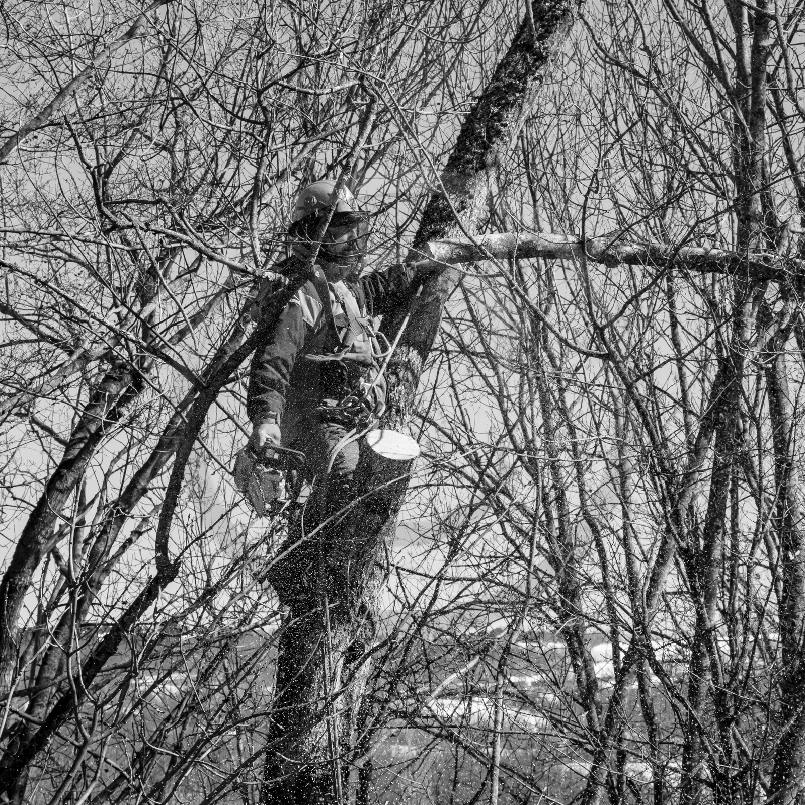 Elagage - 08 03 2017