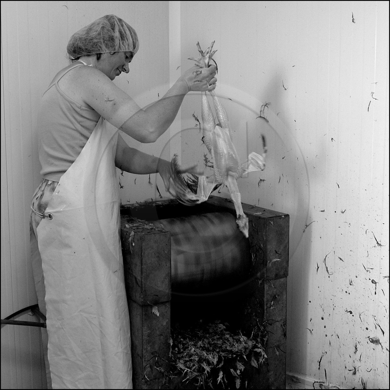 L'abattage des poulets