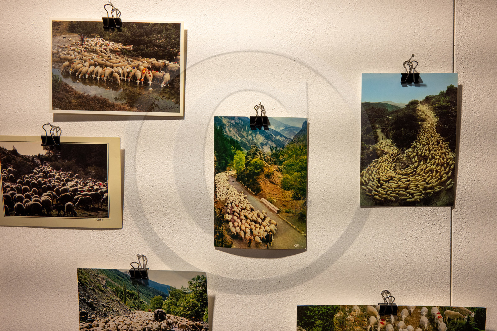 Expositions à la maison du Berger - Champoléon