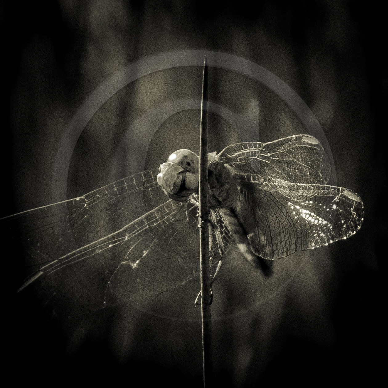 Portrait de libellule