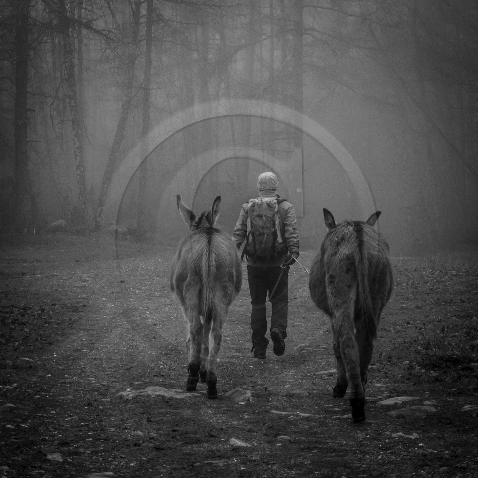 La transhumance des ânes