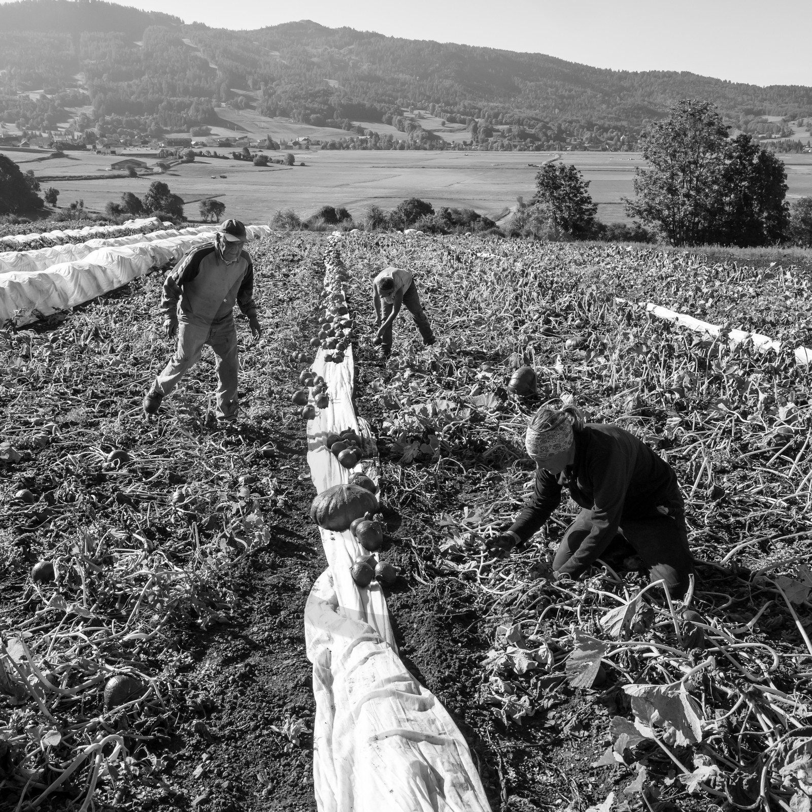 La récolte des courges
