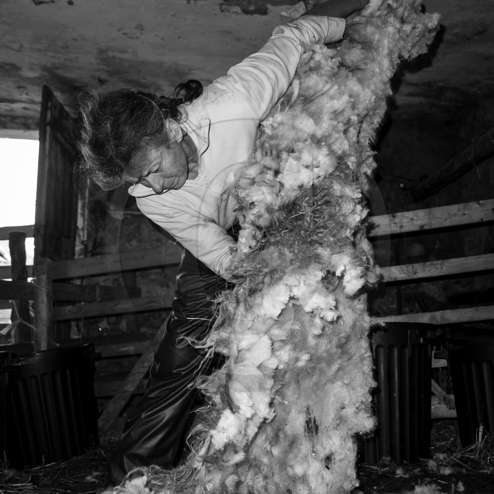 La tonte des moutons