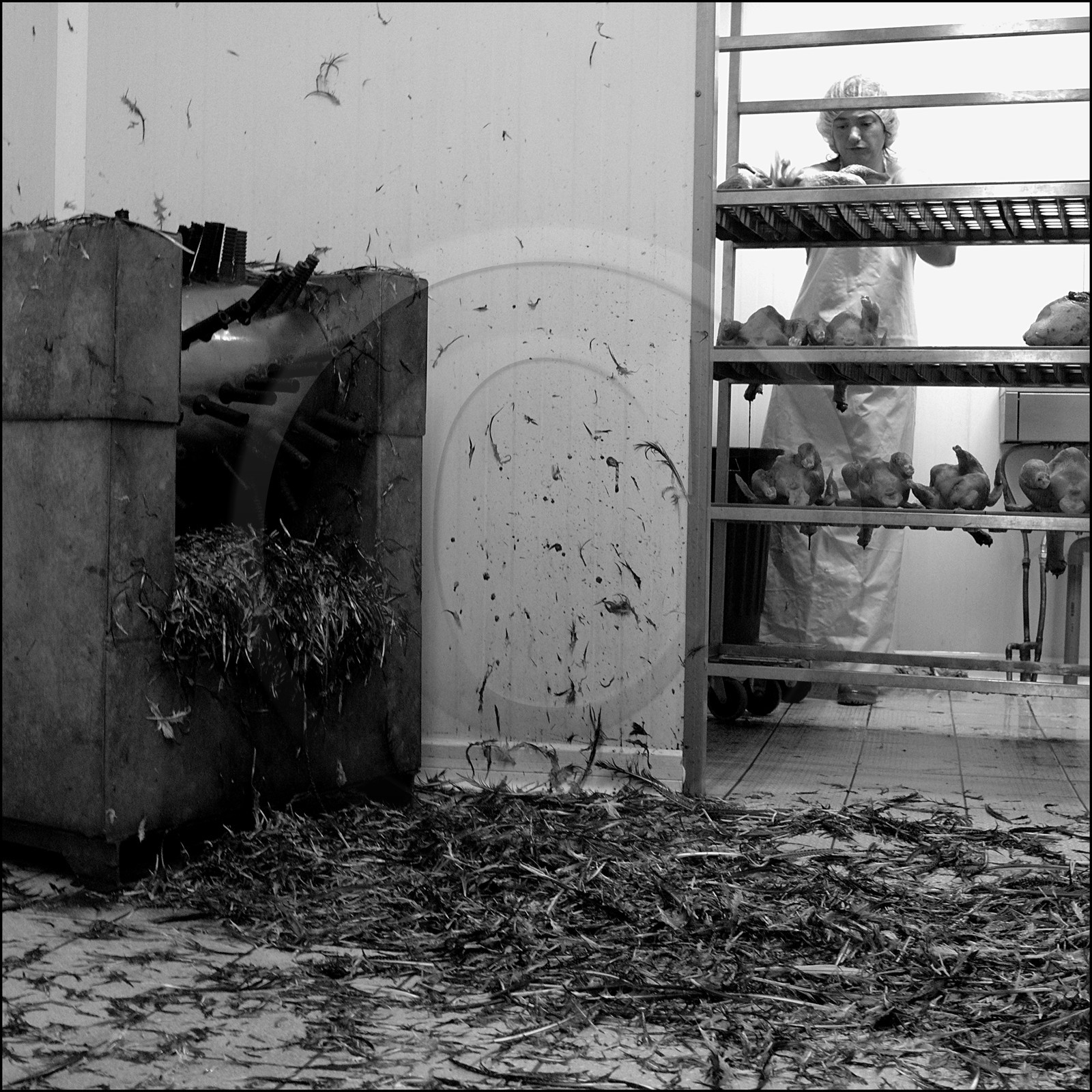 L'abattage des poulets