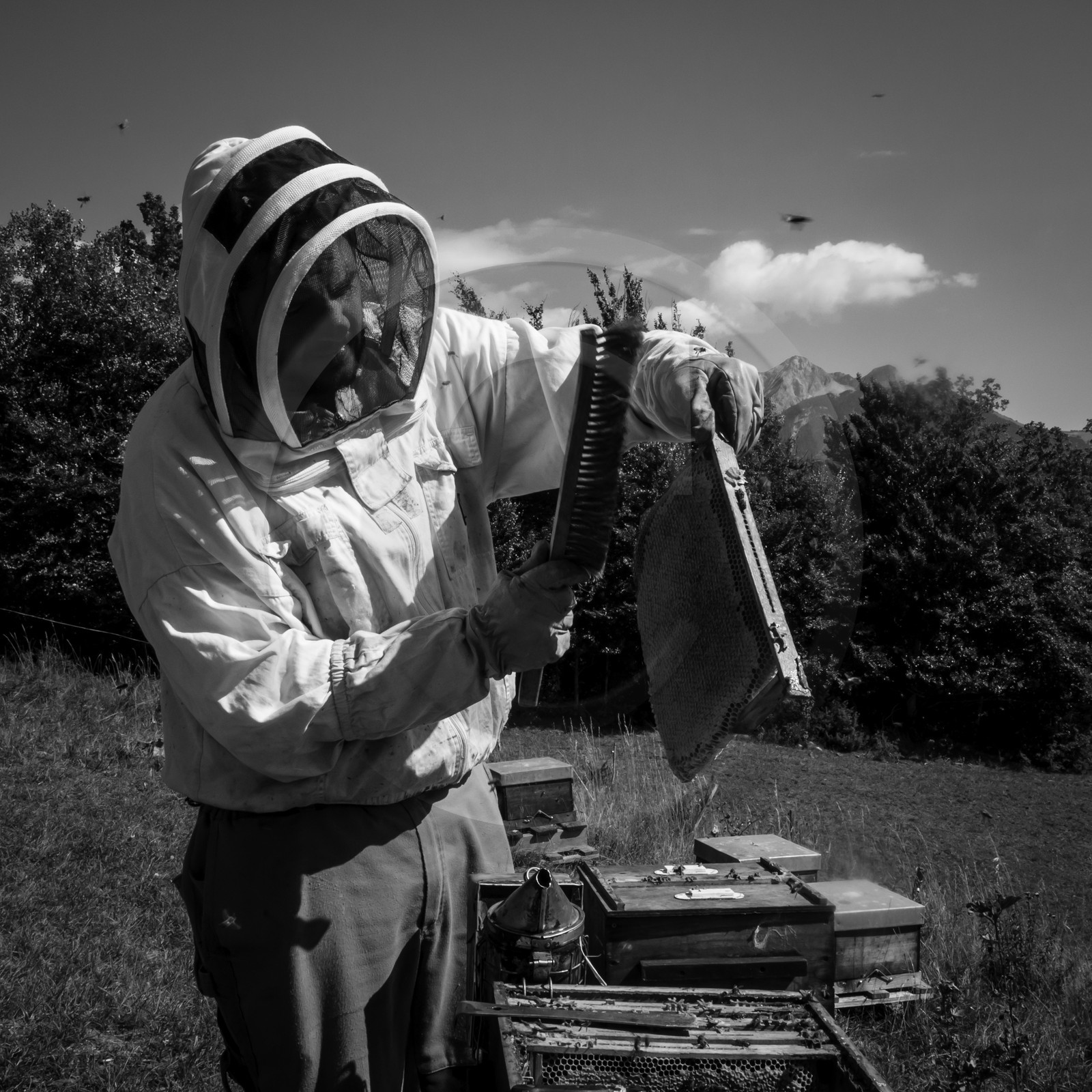 La récolte du miel