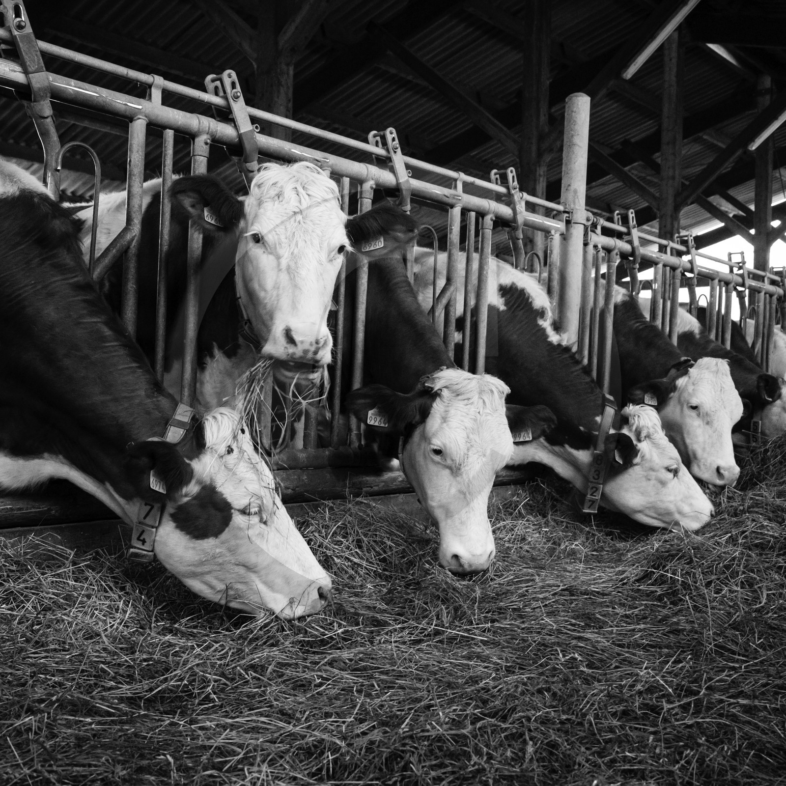 Les soins aux vaches