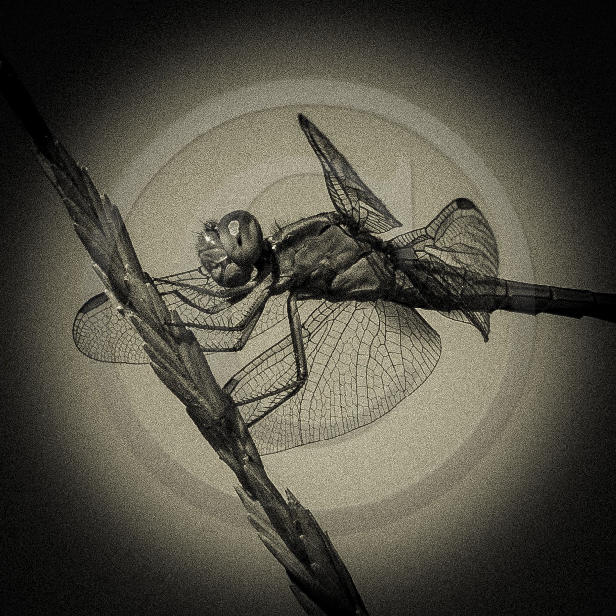 Portrait de libellule