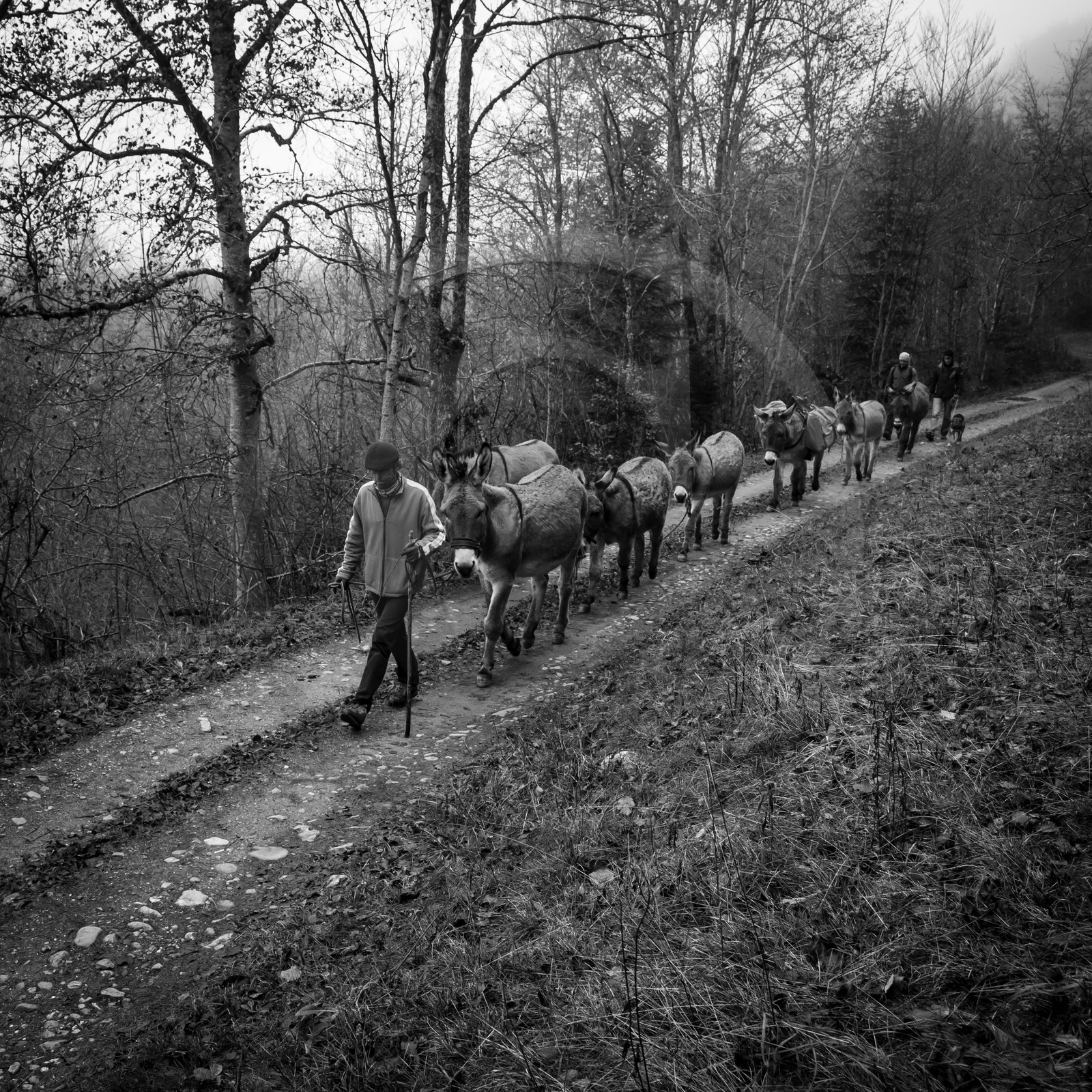 La transhumance des ânes