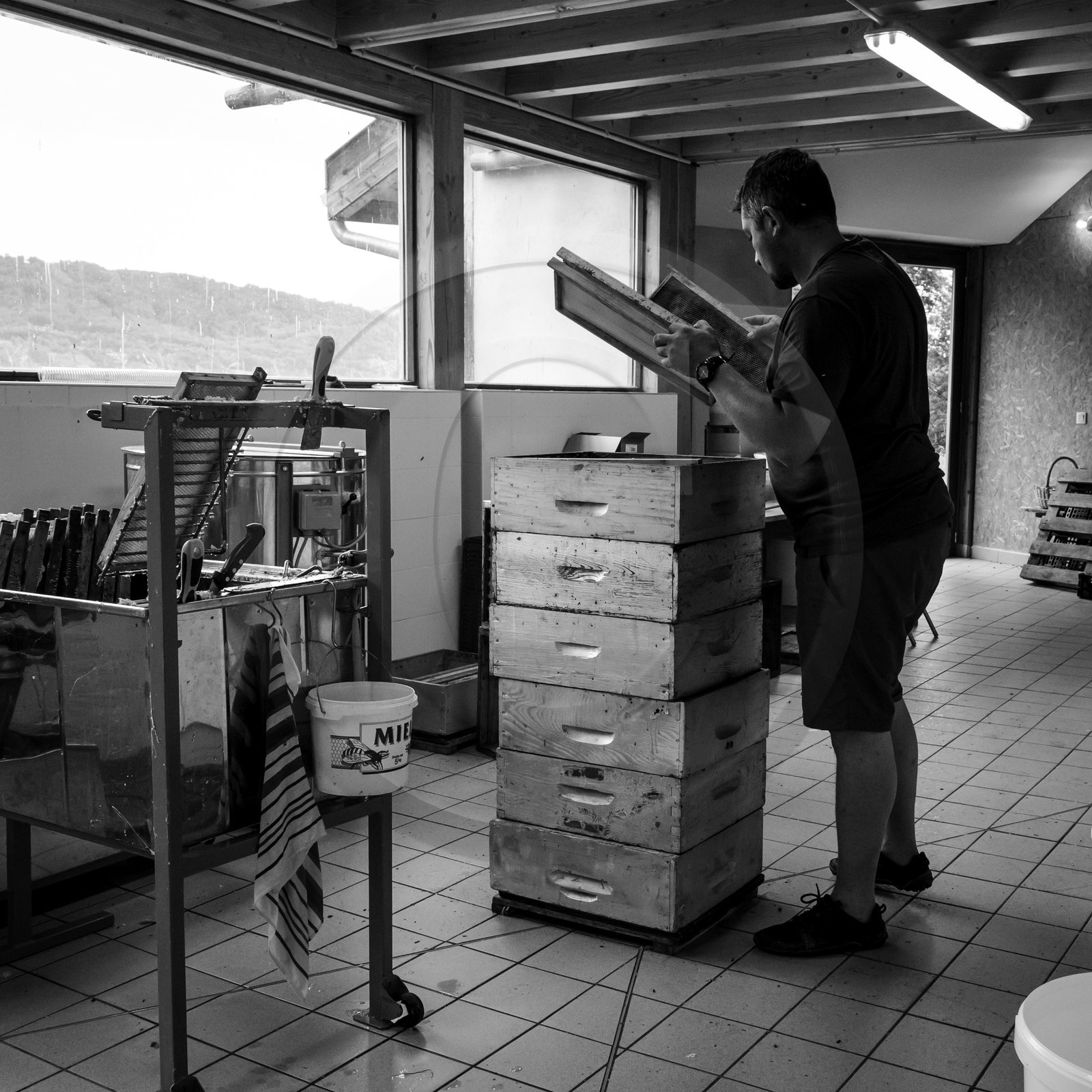 L'extraction du miel