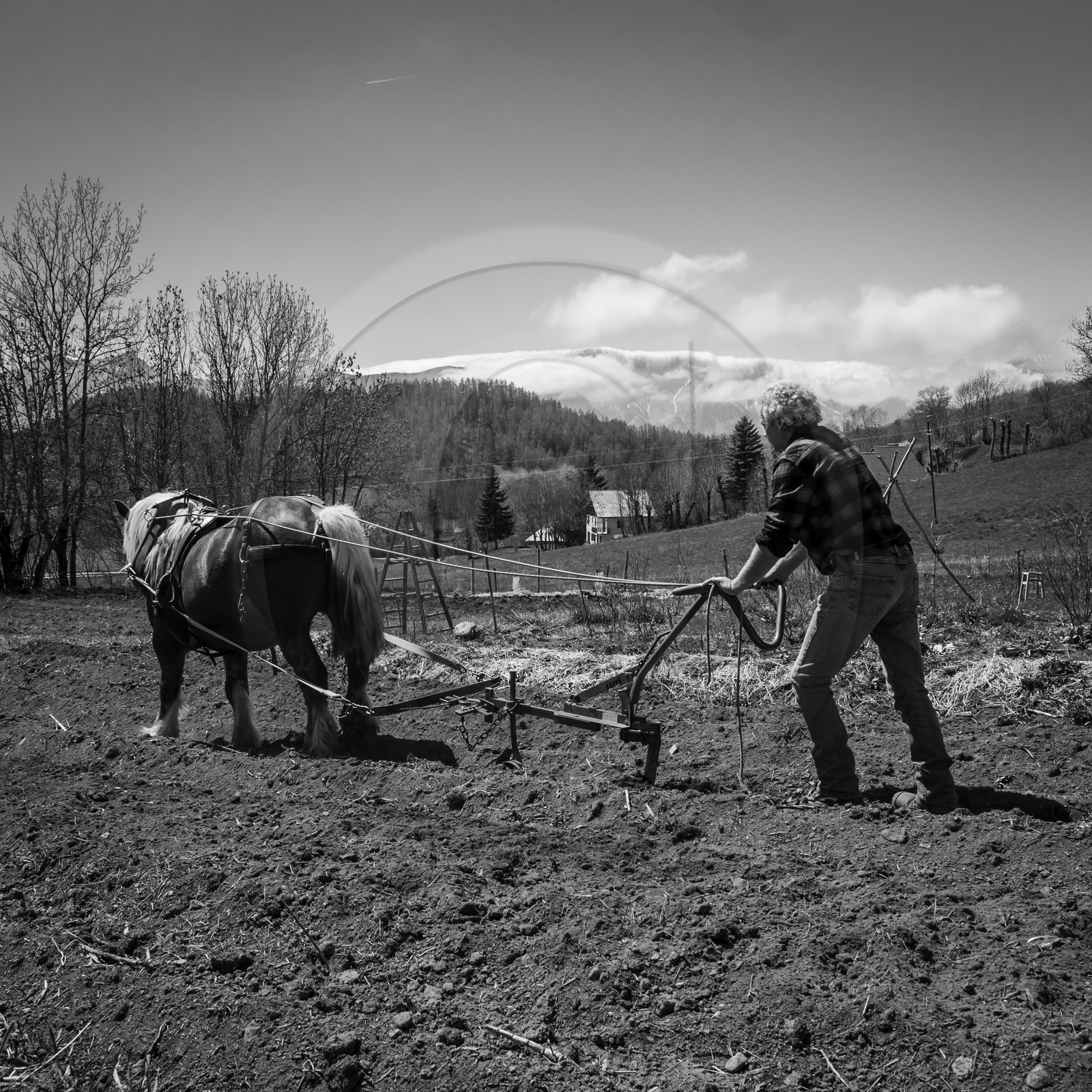 Labour avec un cheval