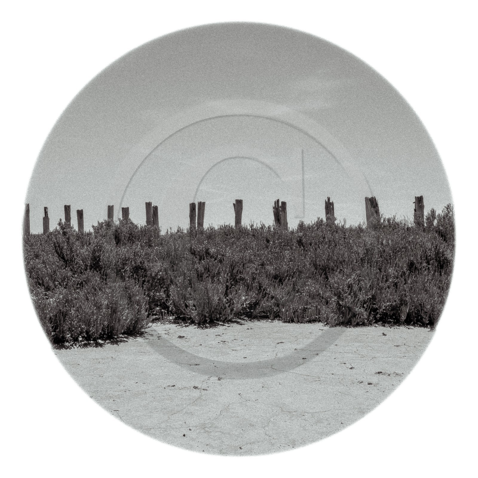 Les instants Camargue