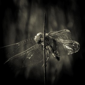 Portrait de libellule