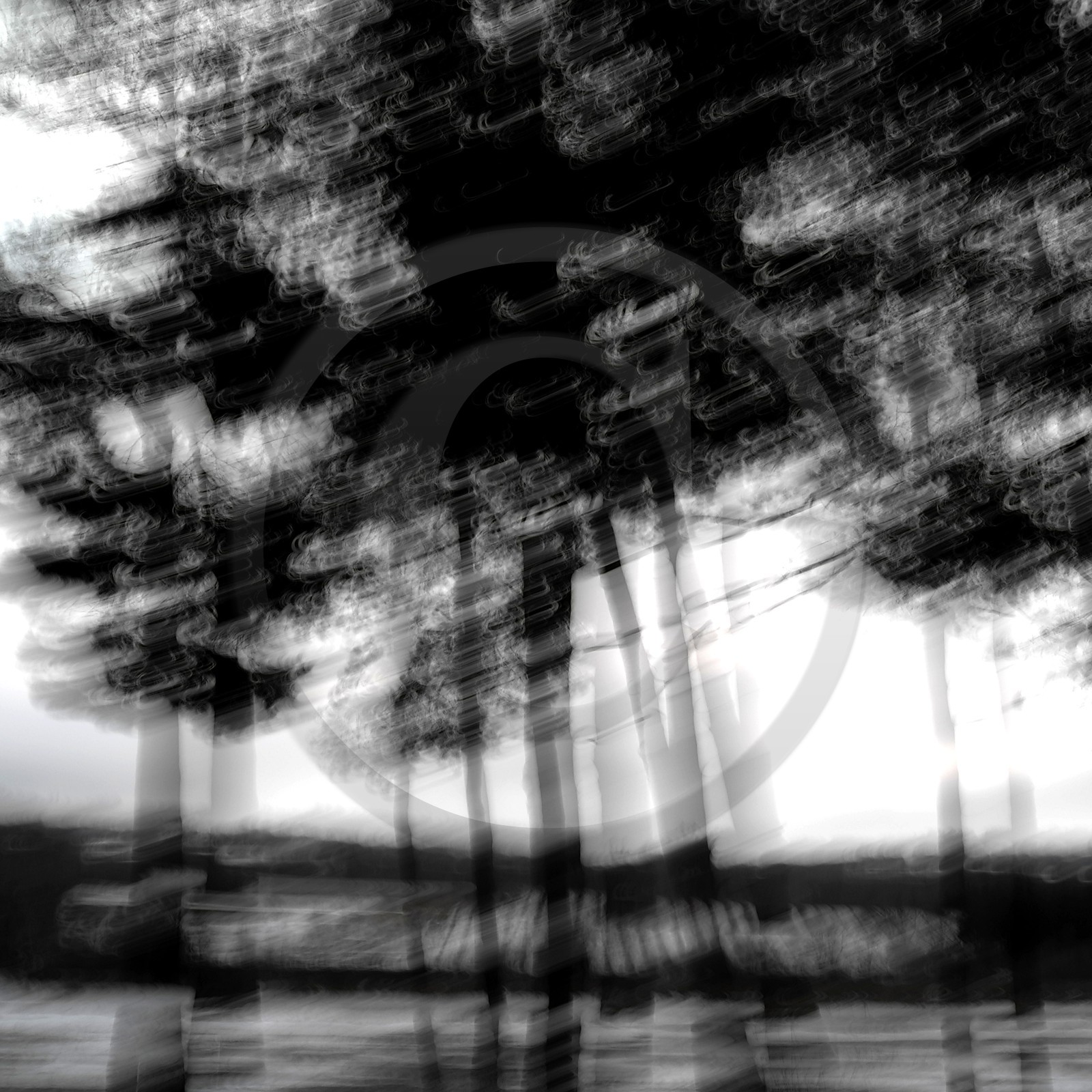 Le Pays des Arbres Flous