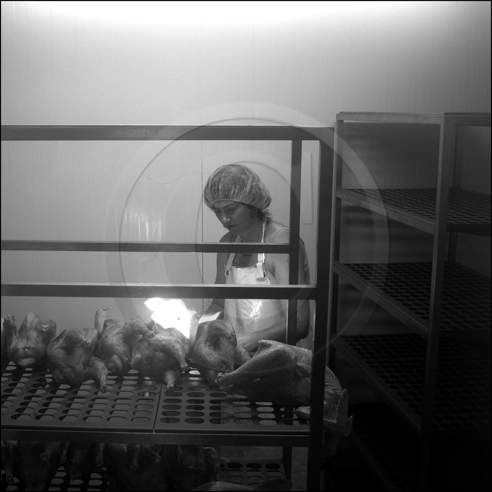 L'abattage des poulets