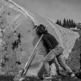 Montage de serres tunnel