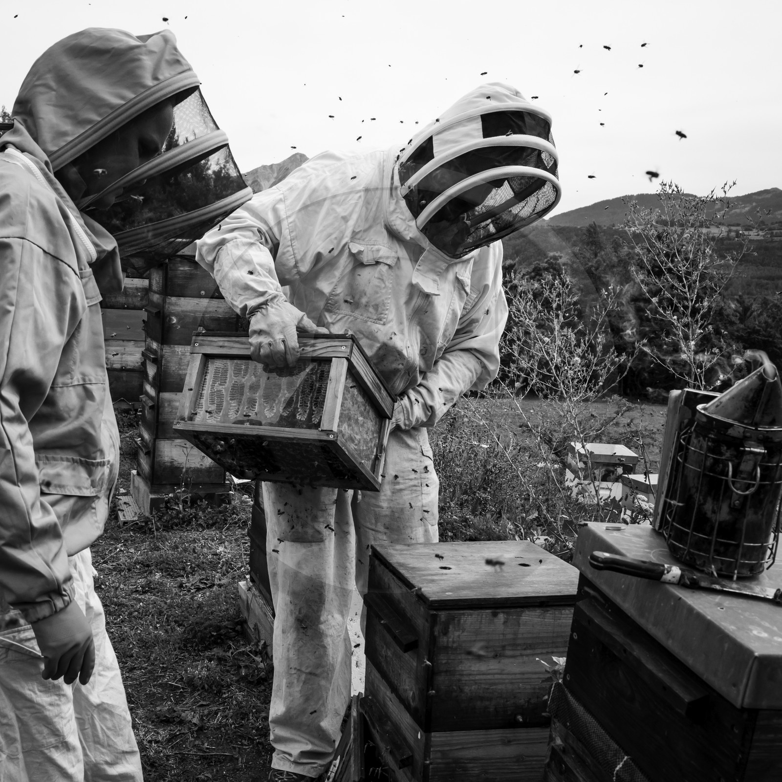 La récolte du miel
