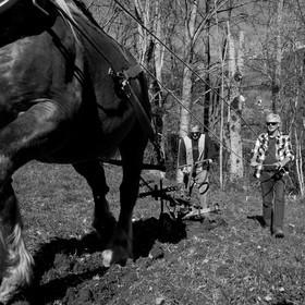 Labour avec un cheval - 17 04 17