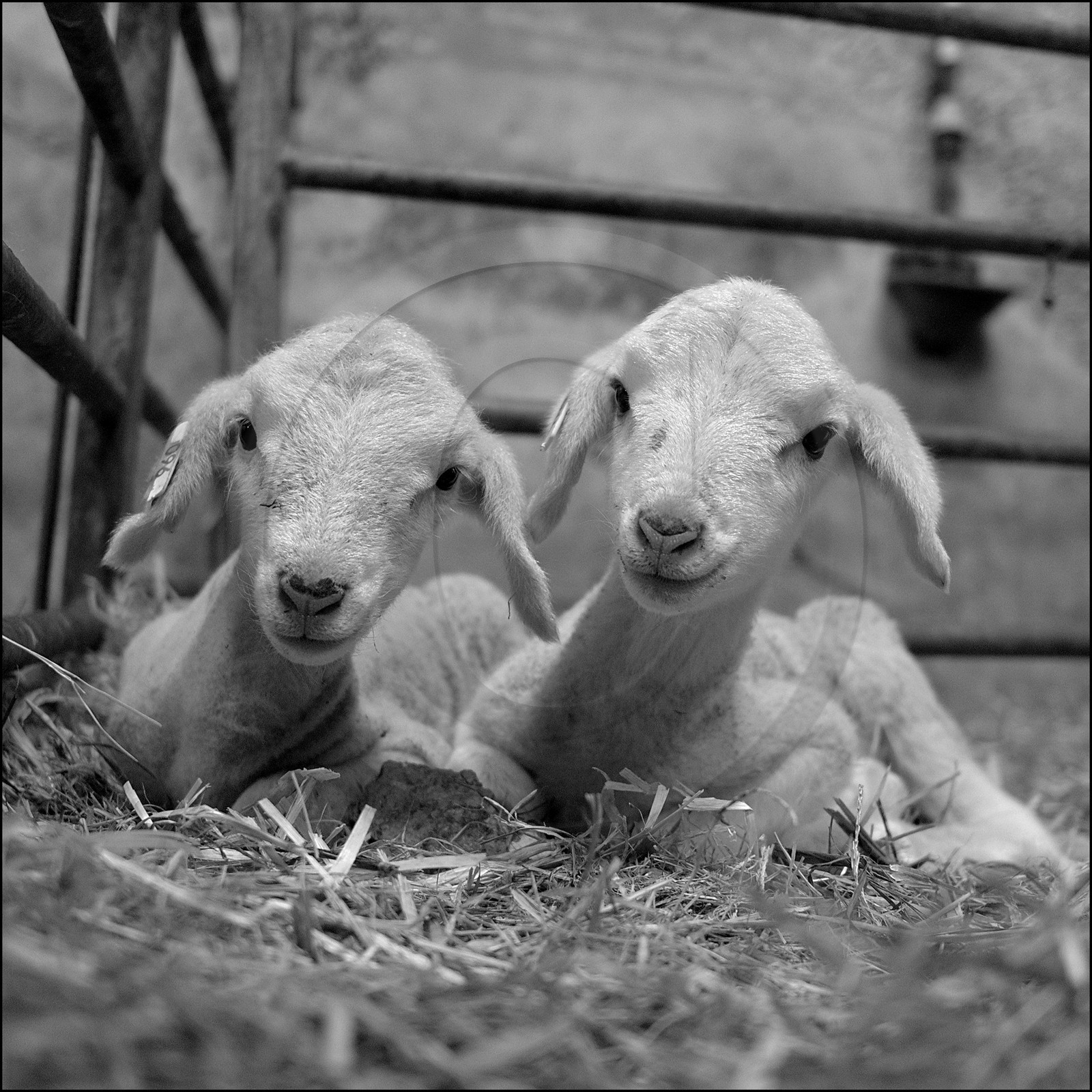 Elevage brebis laitières