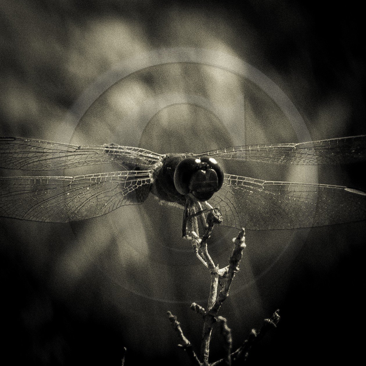 Portrait de libellule