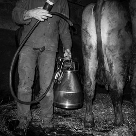 La traite des vaches