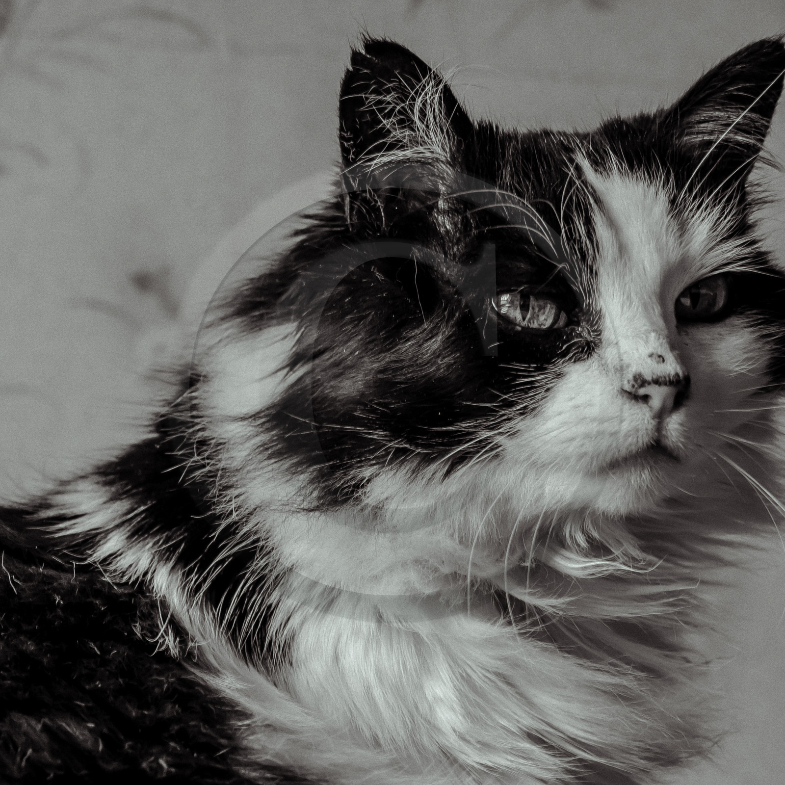 Portraits de Chats