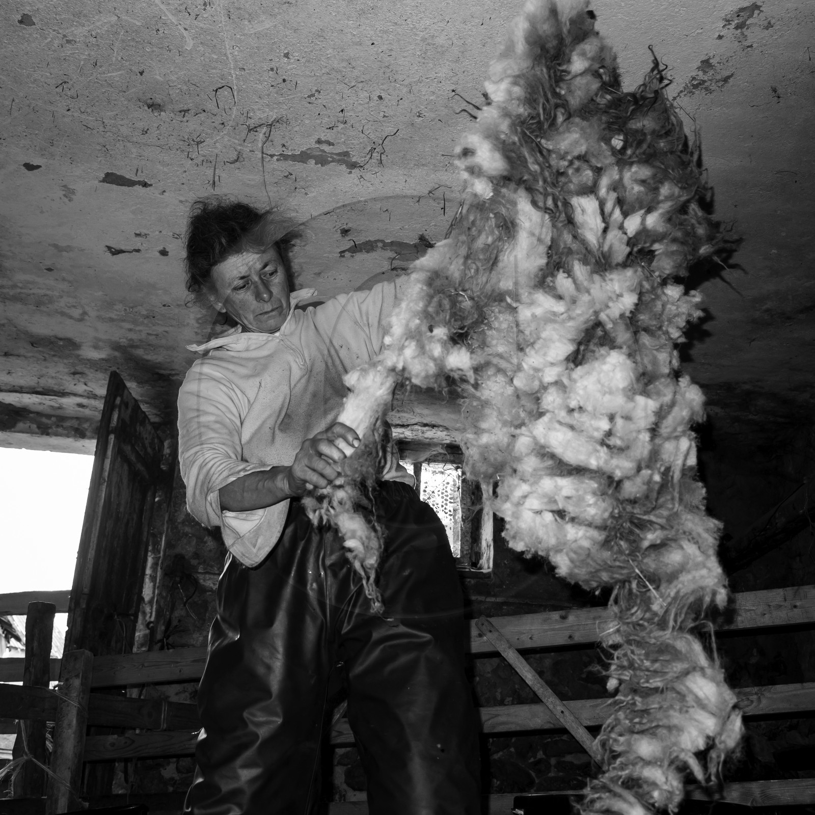 La tonte des moutons