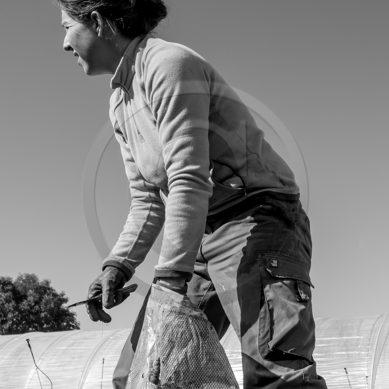 La récolte des carottes